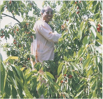 maharaja_cherry_tree